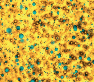 Mikroskopibillede af smør. Det gule er fedtstof, og de blå dråber er vand.