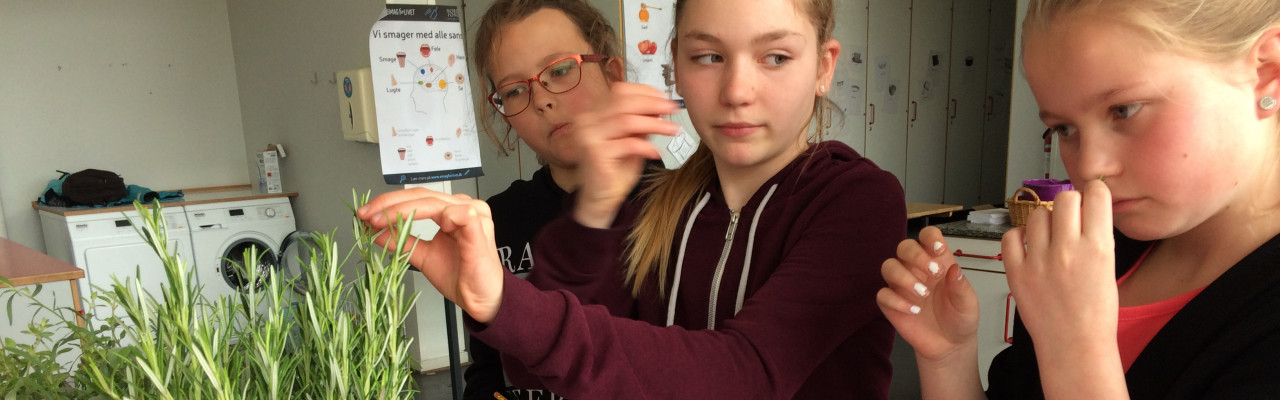 Elever fra Agedrup Skole indprenter sig duften af rosmarin. Foto: Eva Rymann