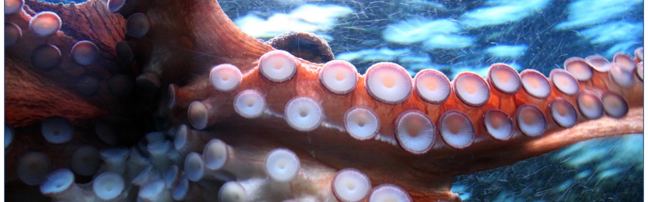 Foto: Pixabay Foto: Pixabay