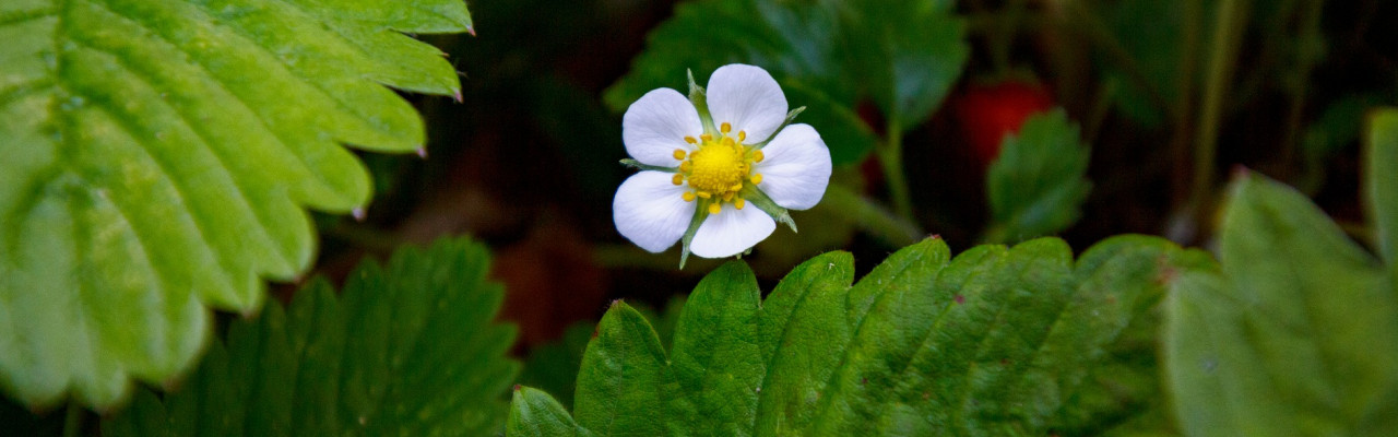 Jordbærplanter. Foto: Pixabay